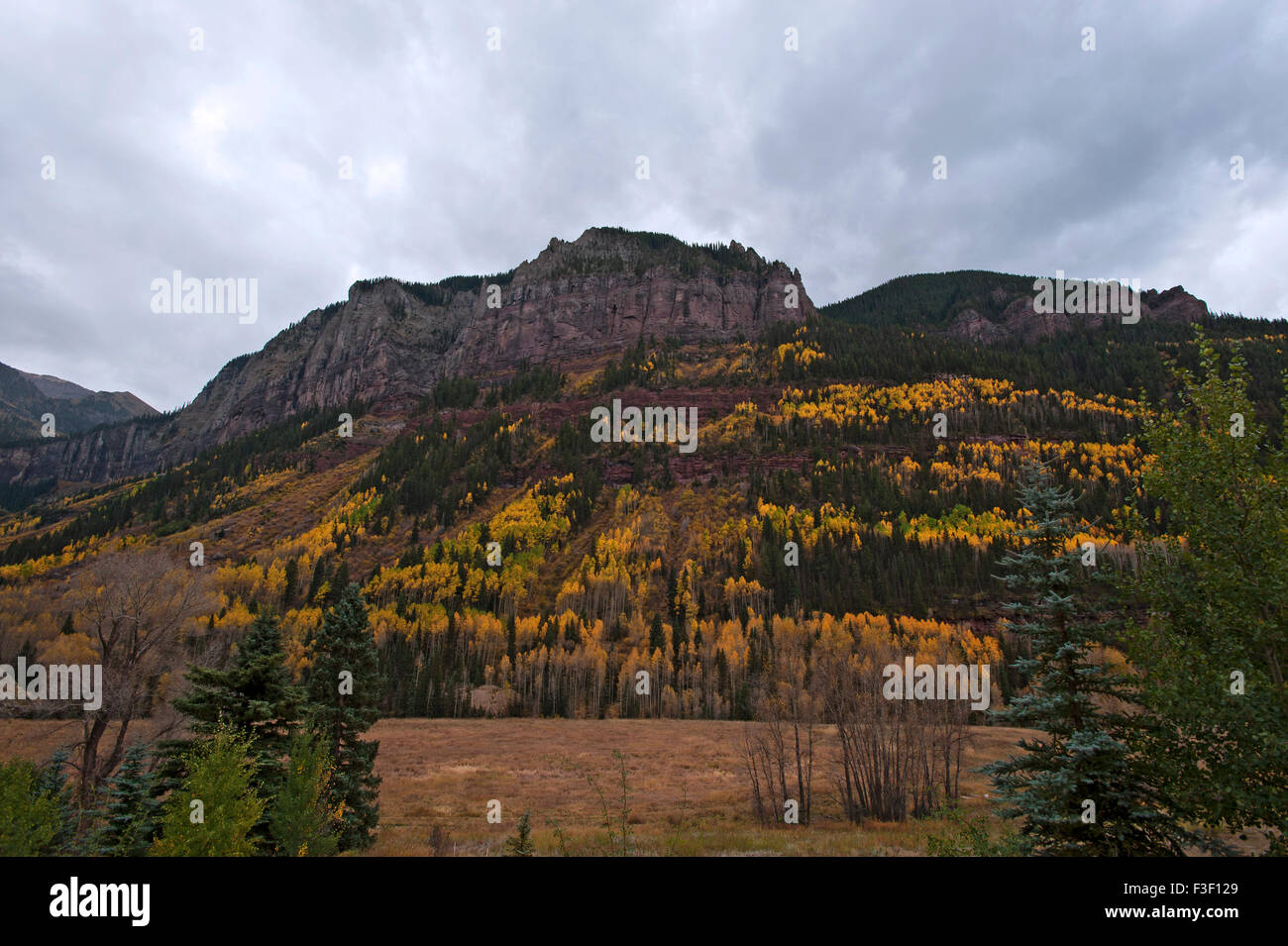 Leaf displays near Telluride, Colorado Stock Photo