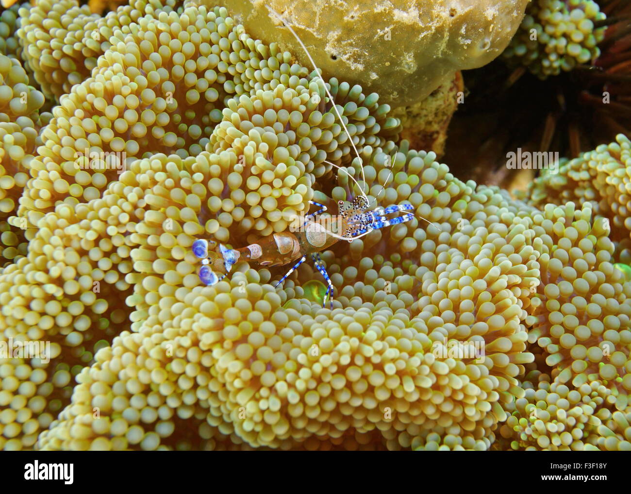 Underwater marine life, a spotted cleaner shrimp, Periclimenes