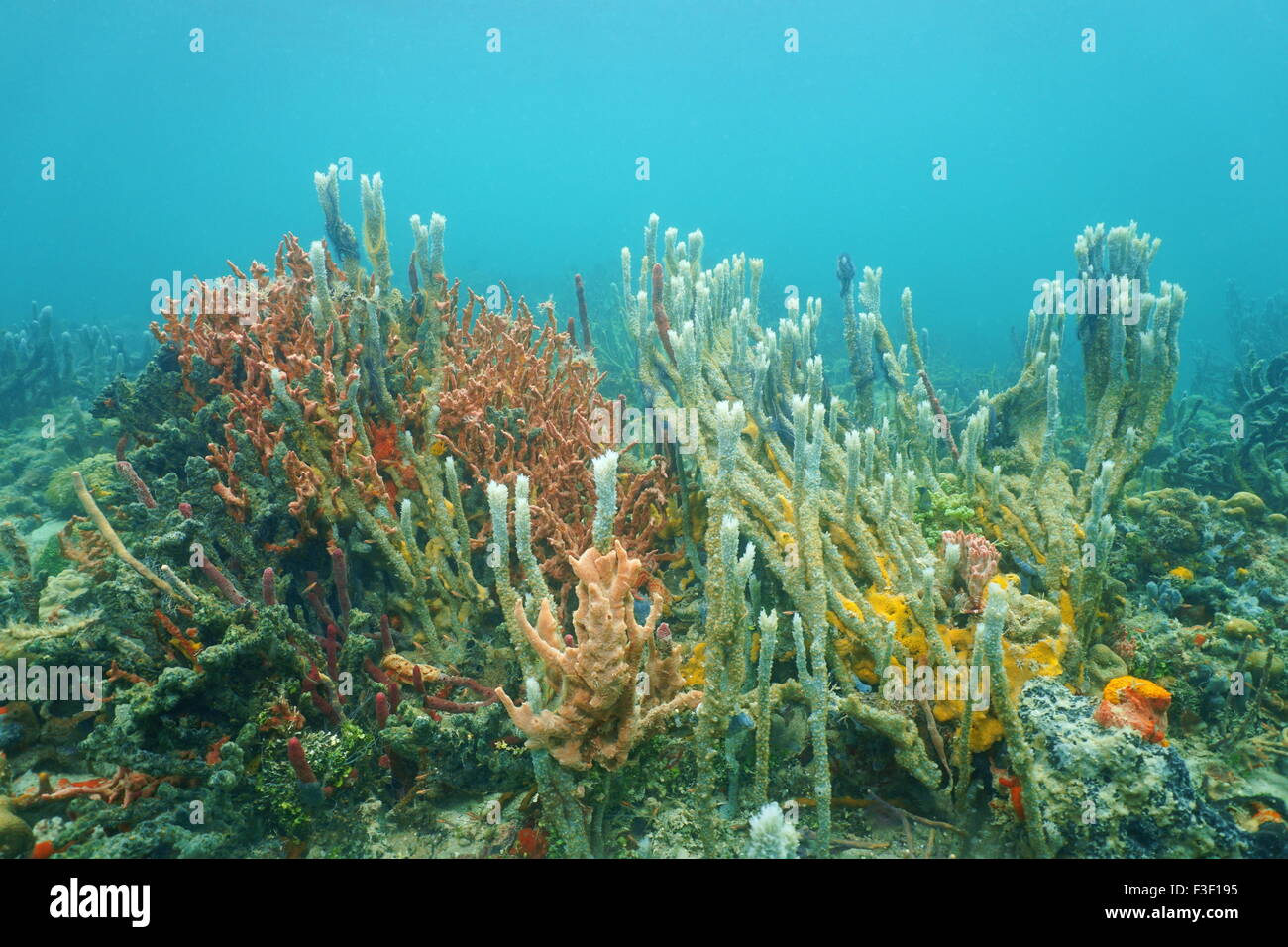 Underwater marine life, diversity of sea sponges on the ocean floor Stock Photo