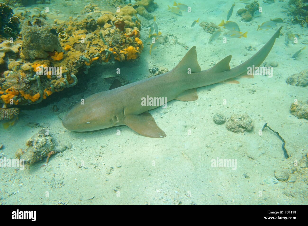 Ginglymostoma cirratum, nurse shark underwater on the seabed of the Caribbean sea, Mexico Stock Photo