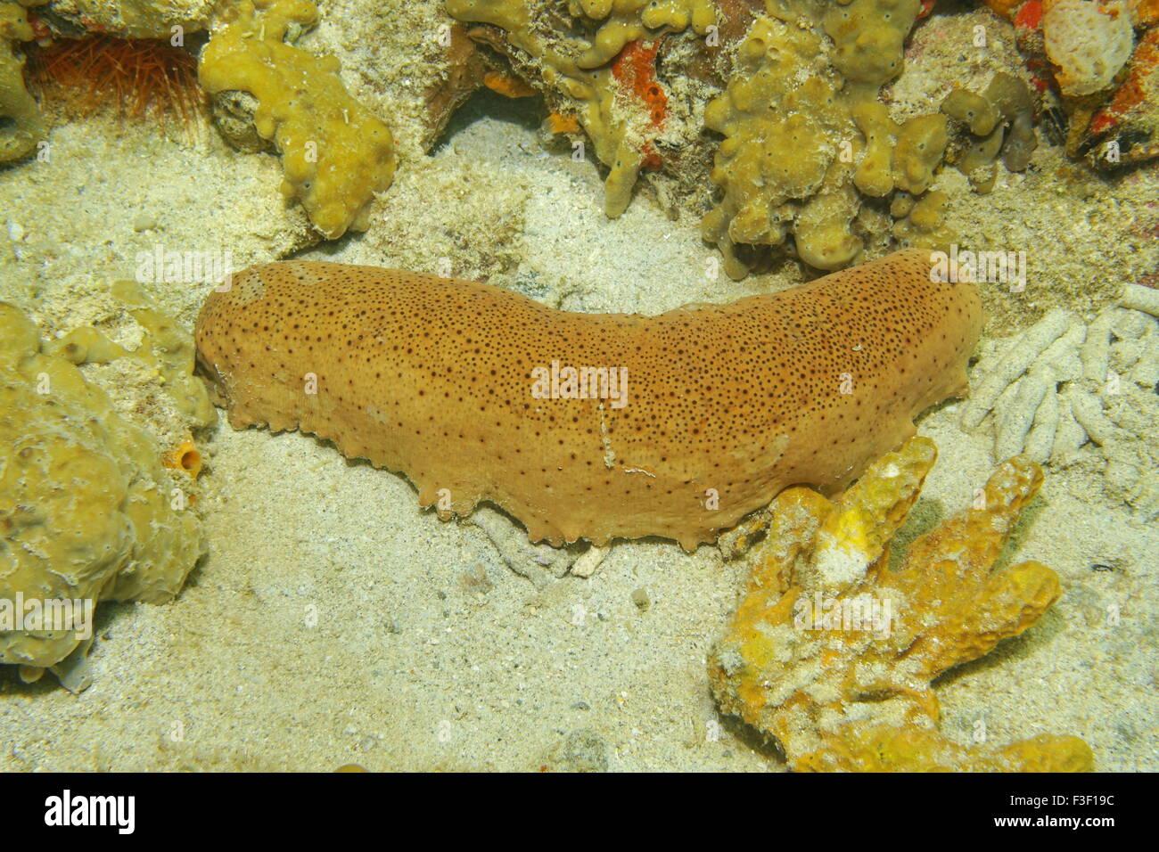 Sea life underwater, three-rowed sea cucumber, Isostichopus badionotus, Caribbean sea, Mexico Stock Photo