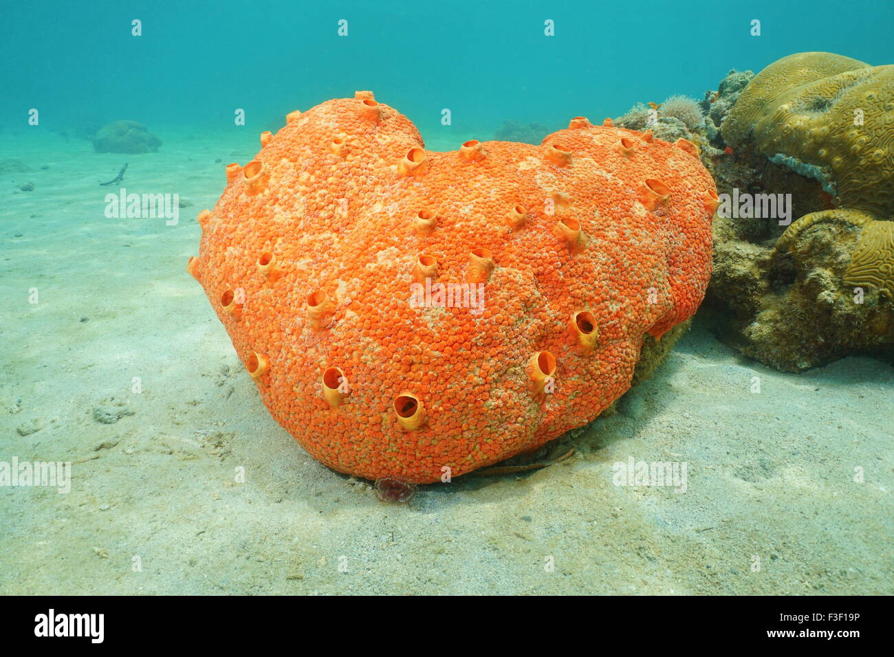 Sea life underwater, red boring sponge, Cliona delitrix, Caribbean sea Stock Photo