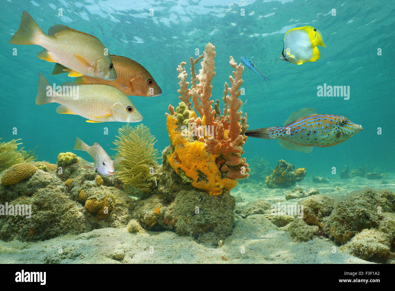 Underwater marine life in the Caribbean sea with tropical fish and ...