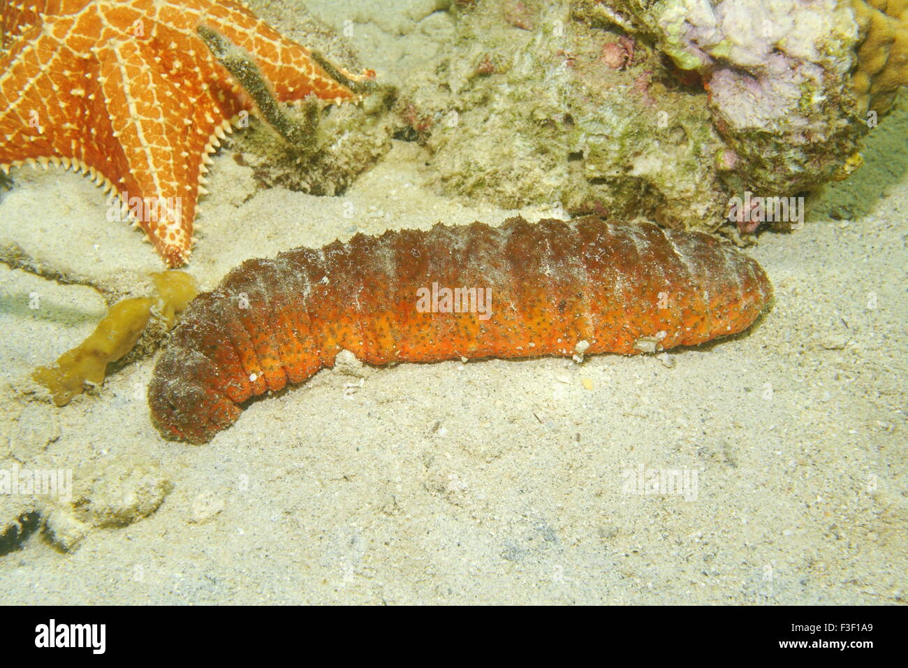 Underwater marine life, Donkey dung sea cucumber, Holothuria mexicana, on the seabed of the Caribbean sea, Mexico Stock Photo
