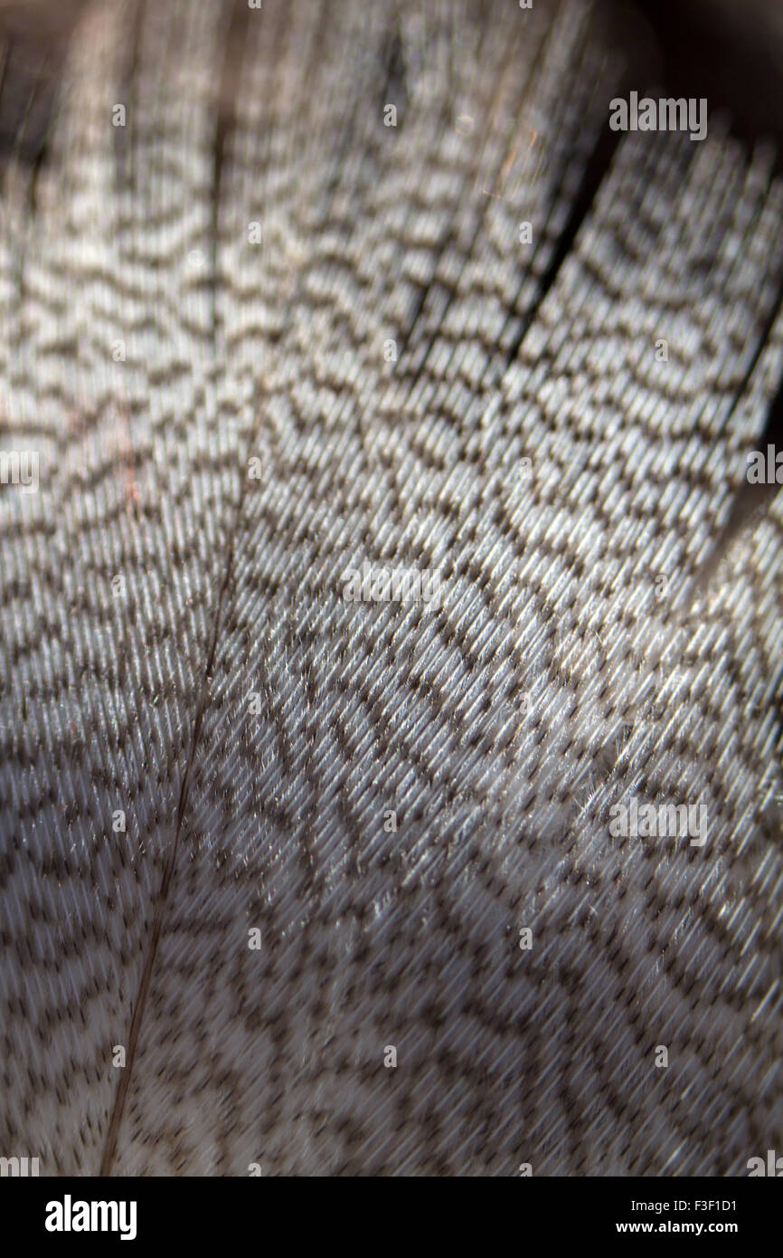 Black feather with white dots hires stock photography and images Alamy