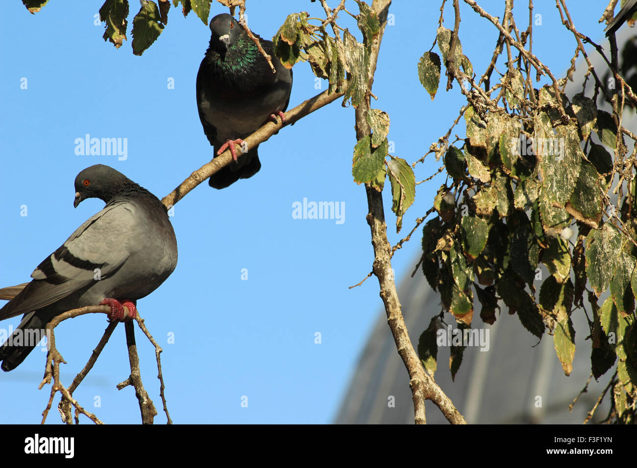 Pair of Pigeon sitting on tree branch and blue sky in the background Stock Photo