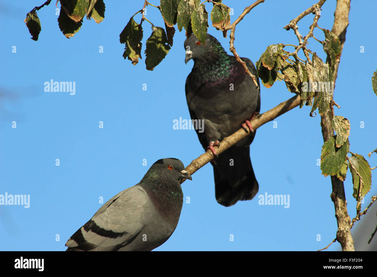 Pair of Pigeon sitting on tree branch and blue sky in the background Stock Photo
