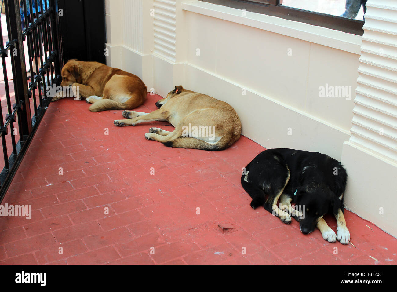 Young stray dog hires stock photography and images Alamy