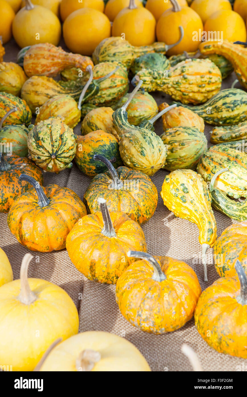 Decorative and alternative pumpkins and squashes on display at a farmers market in Italy Stock Photo