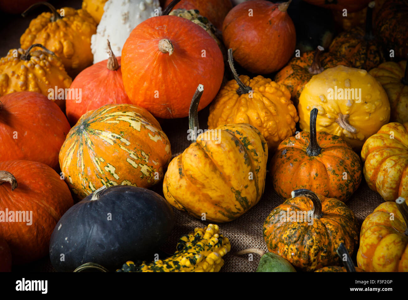 Decorative and alternative pumpkins and squashes on display at a farmers market in Italy Stock Photo