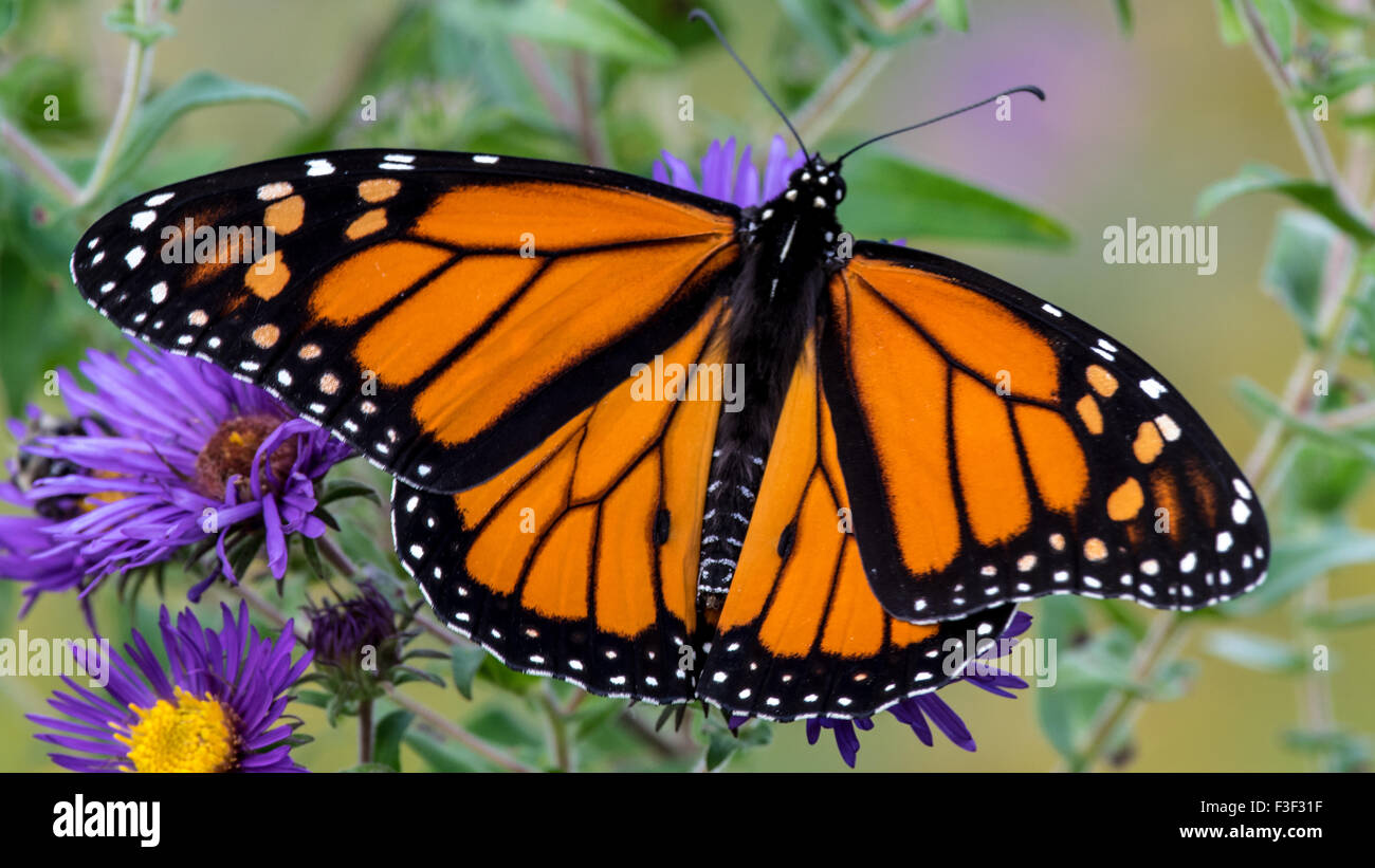 A monarch butterfly sucks nectar from a purple aster. Stock Photo