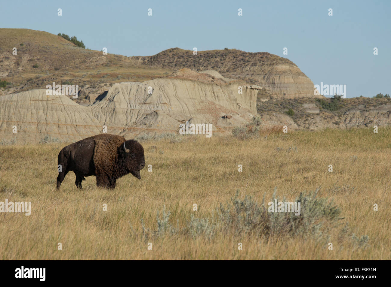 American Bison (Bison bison), Theodore Roosevelt National Park Stock Photo