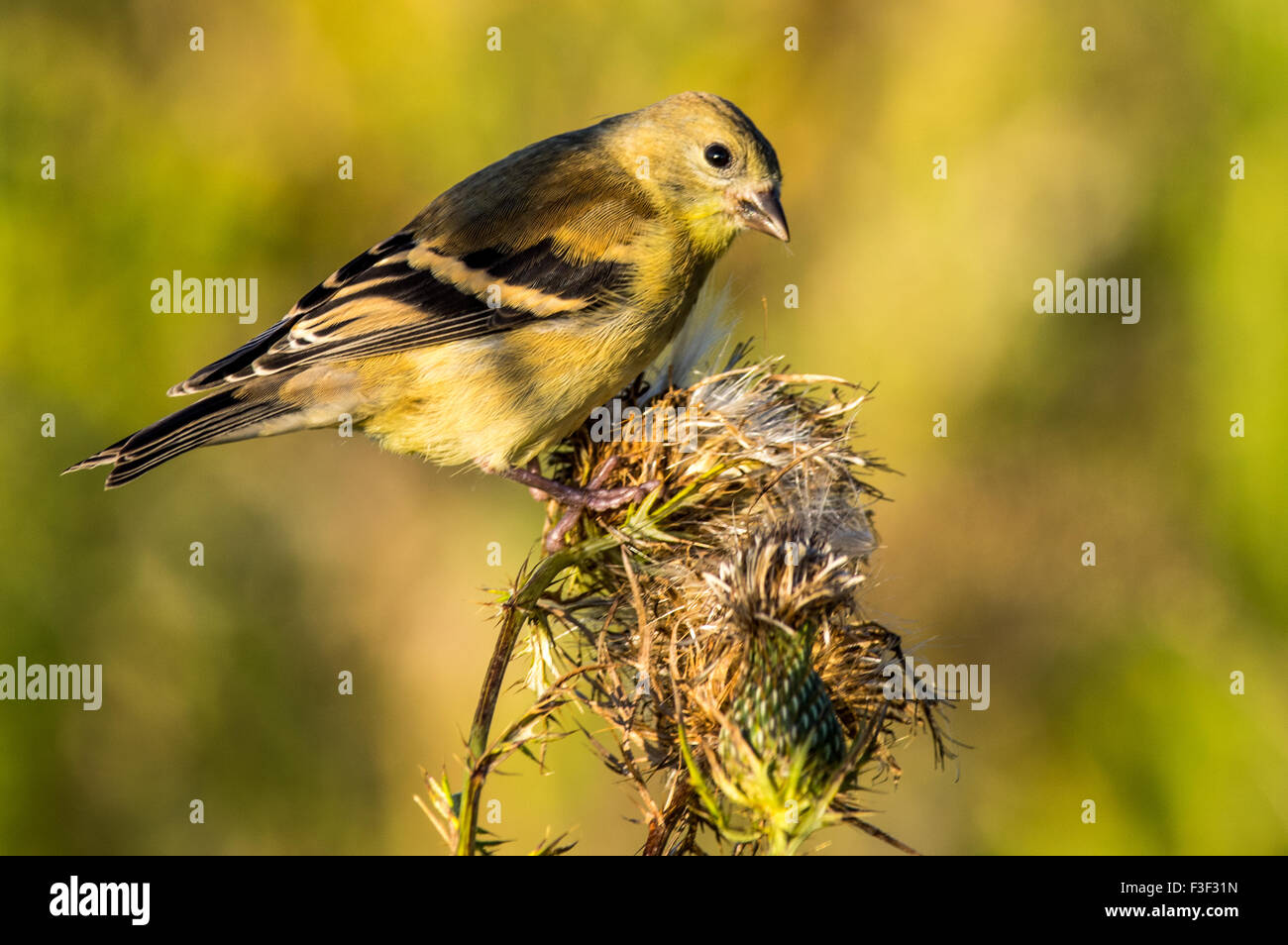 A non-breeding male American goldfinch is perched on a thistle flower. Stock Photo