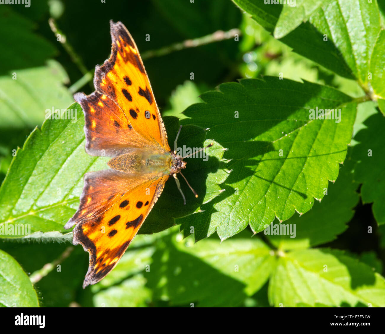 Eastern Comma Butterfly Stock Photo