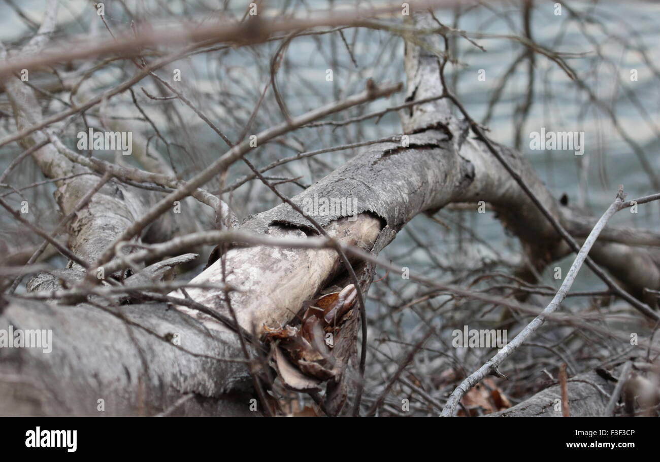 Fallen tree branches hires stock photography and images Alamy