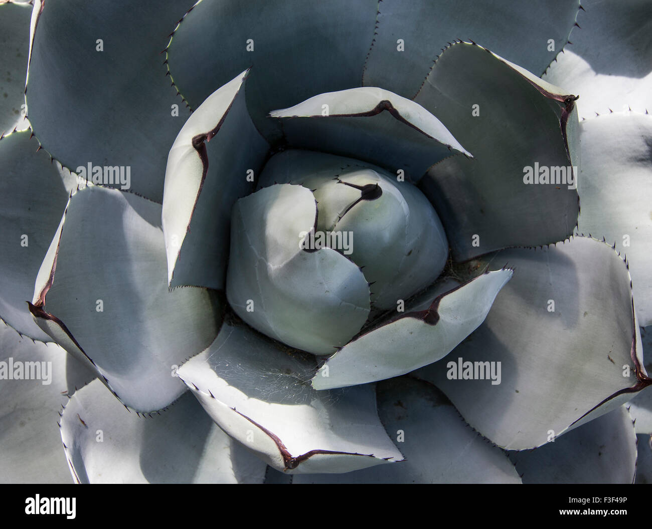 Ariel view of a succulent. Stock Photo