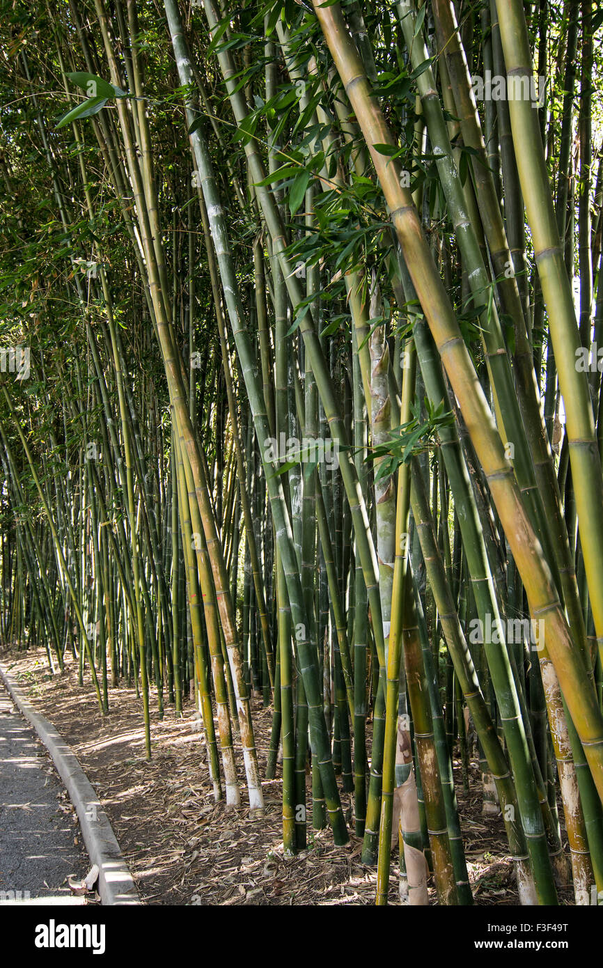 Bamboo cross section hires stock photography and images Alamy