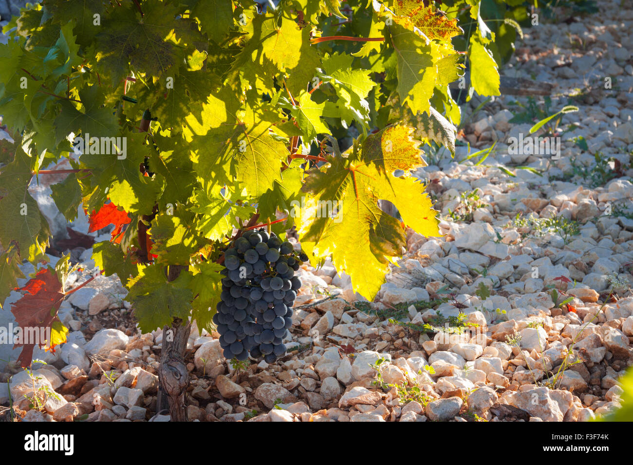 Famous Babic vineyard in Primosten, Croatia Stock Photo - Alamy