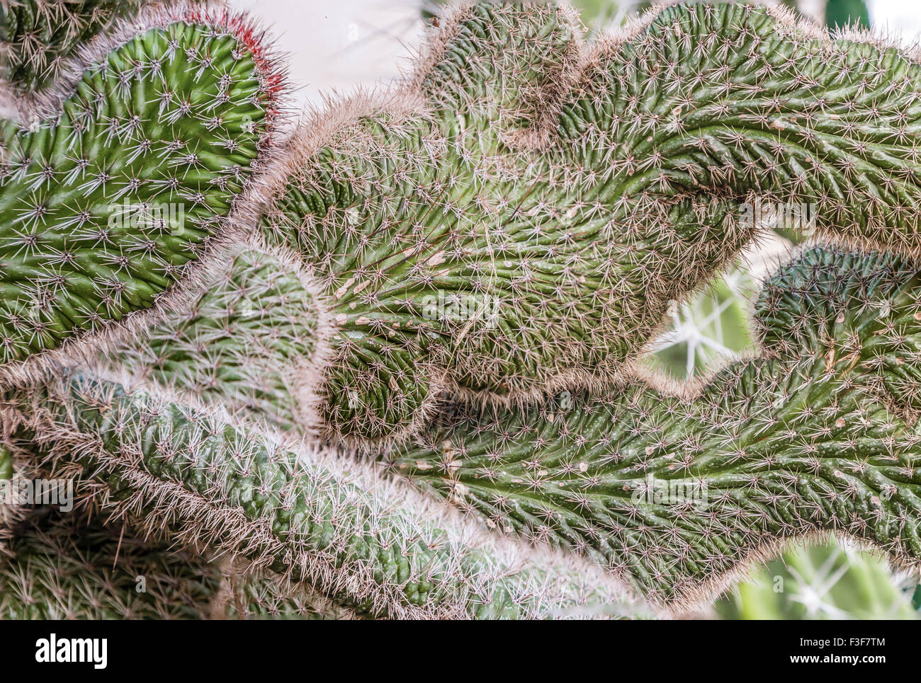 green succulent  cactus with convoluted crested and vermicular paddles and lots of needles Stock Photo