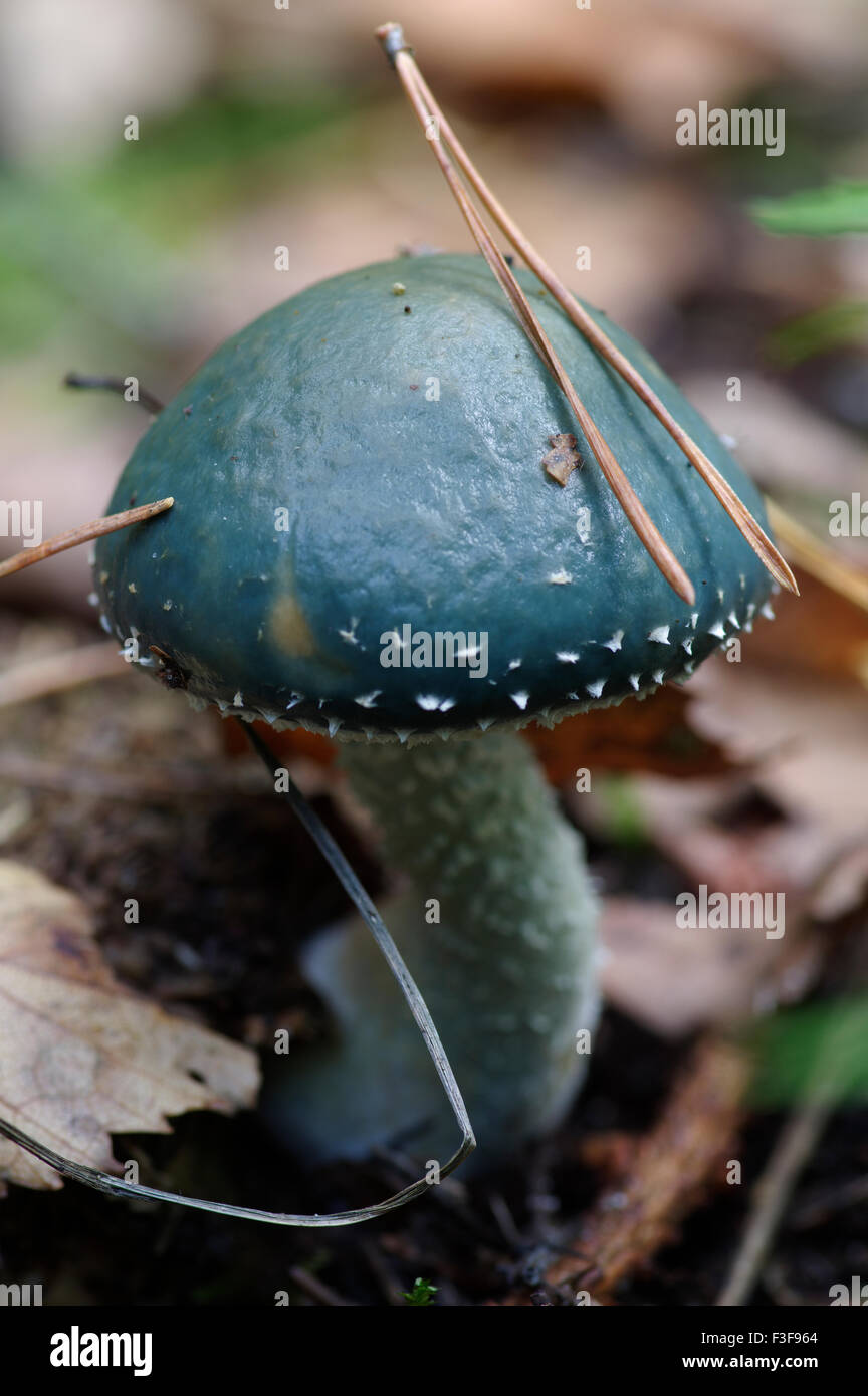 Stropharia caerulea blue-green fungi, Estonia, 06th October, 2015 Stock