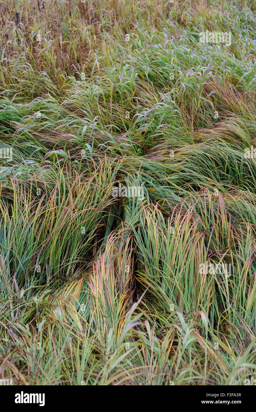 Tall dried grass hi-res stock photography and images - Alamy