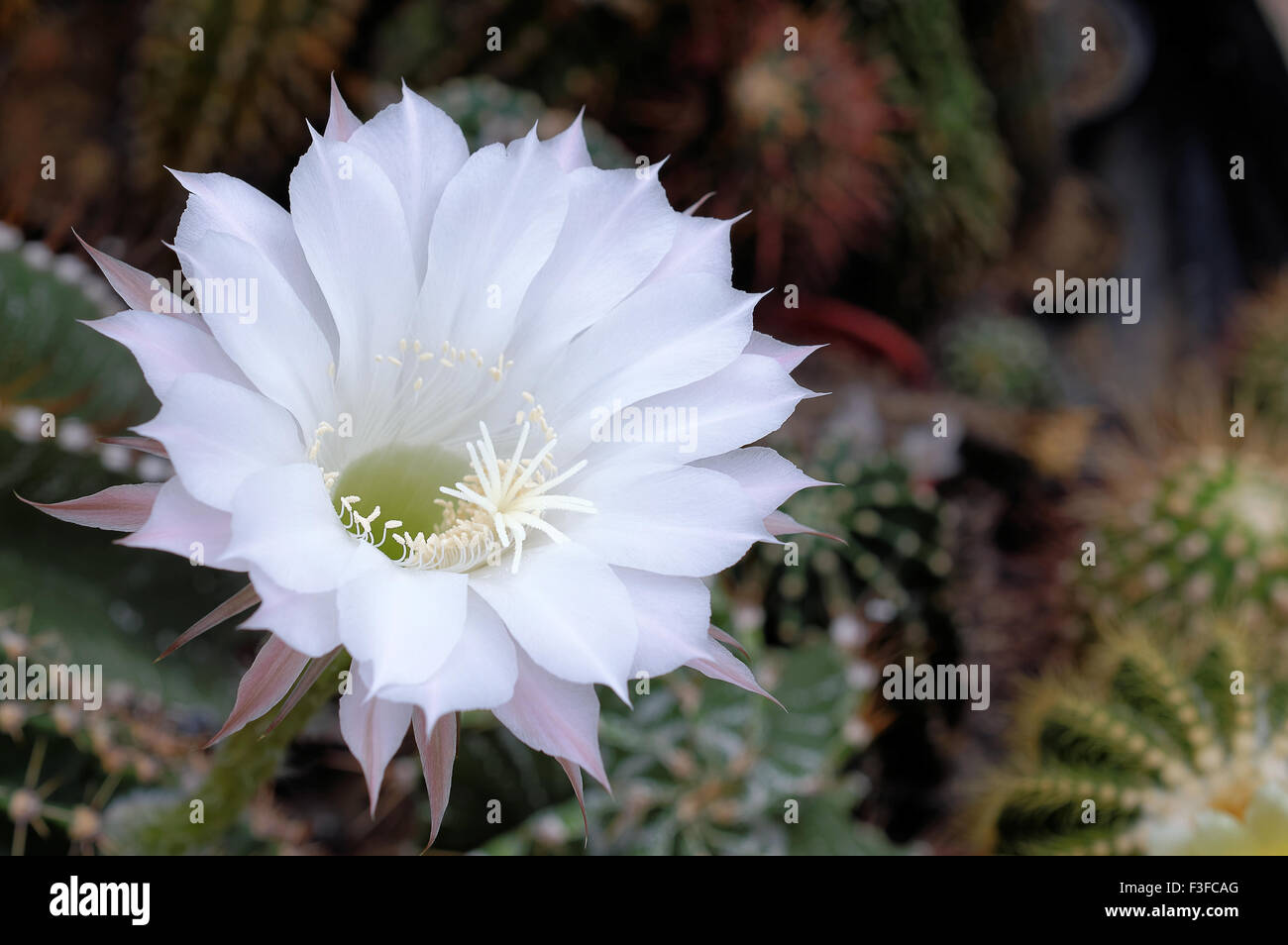 Blooming cactus (Echinopsis sp.) with white flower Stock Photo