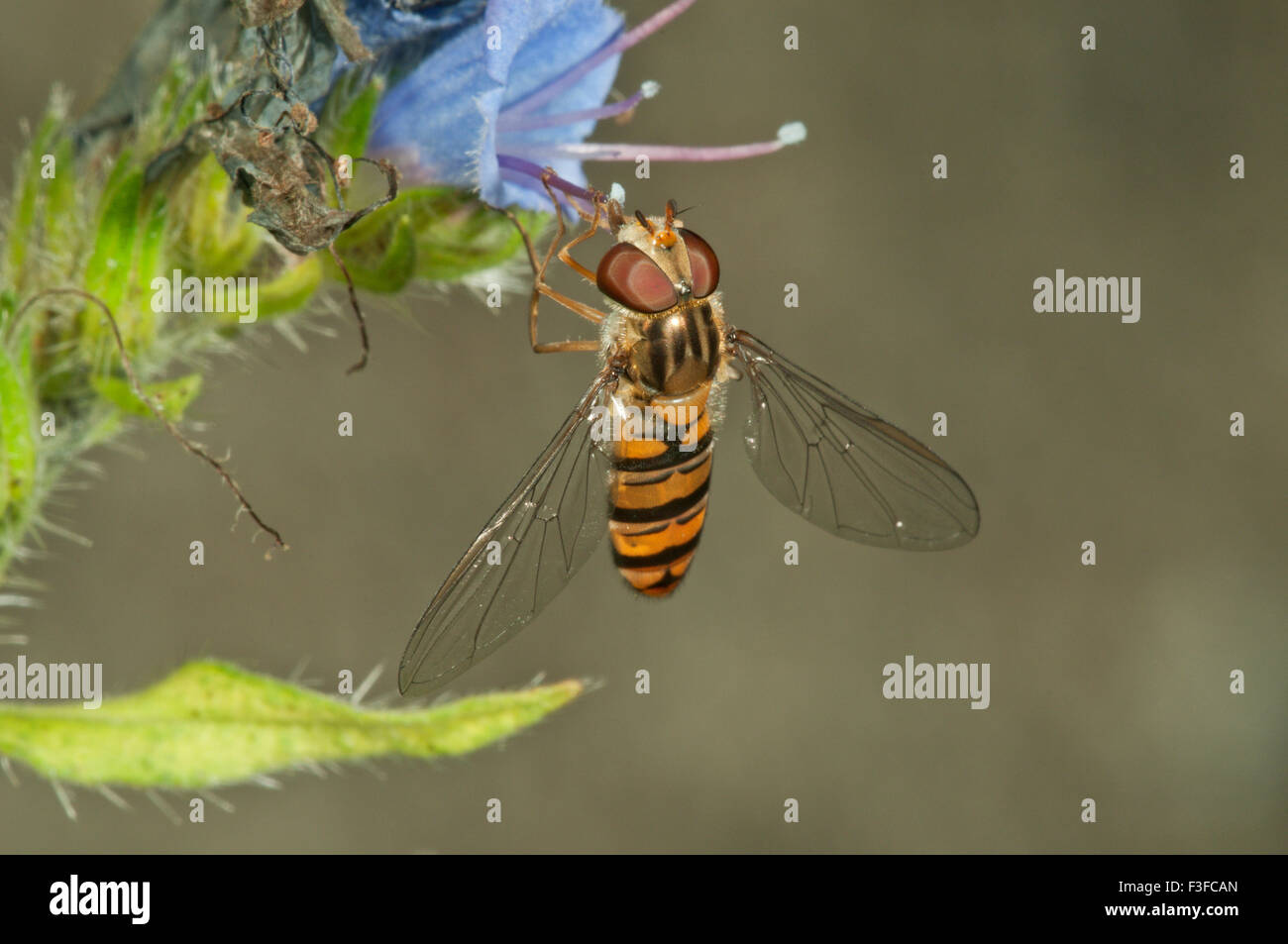 Marmalade hoverfly (Episyrphus balteatus) female, looking for nectar on Viper's Bugloss or Blueweed (Echium vulgare) Stock Photo