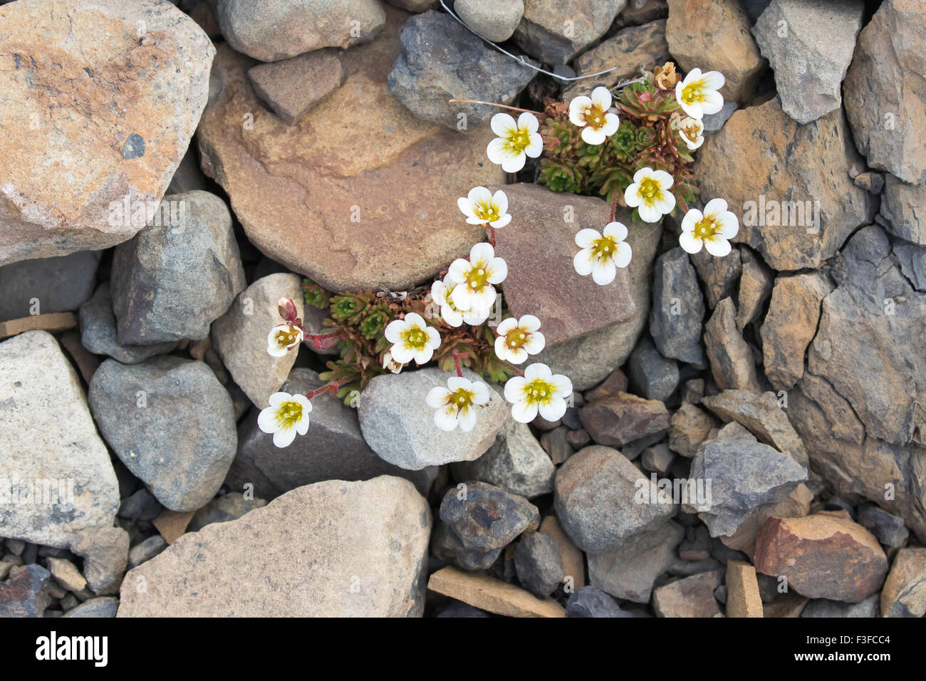 Irish Saxifrage (Saxifraga rosacea), Spitsbergen, Norway Stock Photo