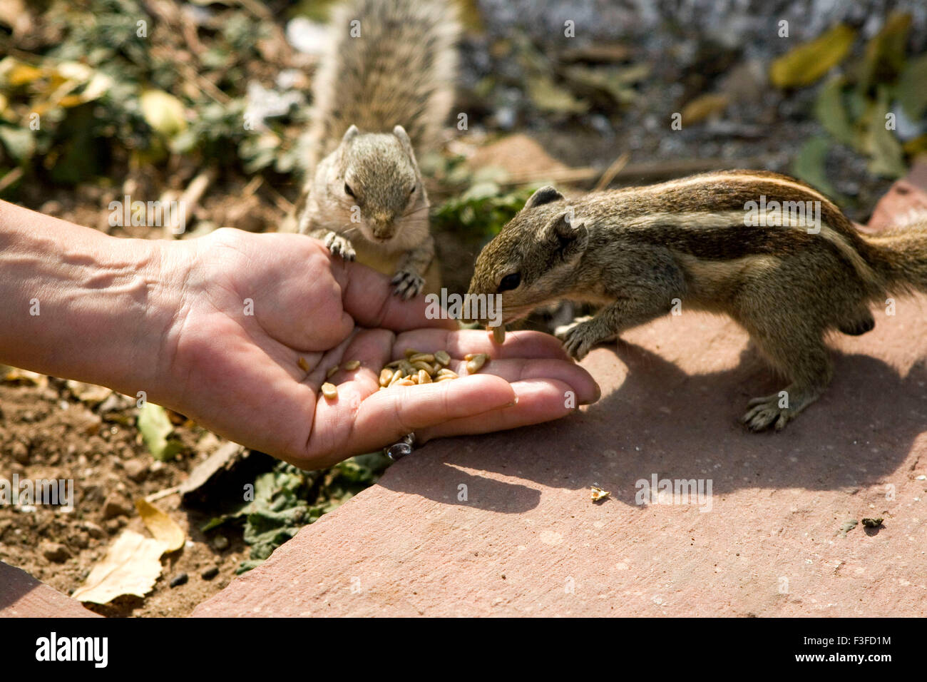 Squirrels eating wheat on palm ; Agra ; Uttar Pradesh ; India Stock