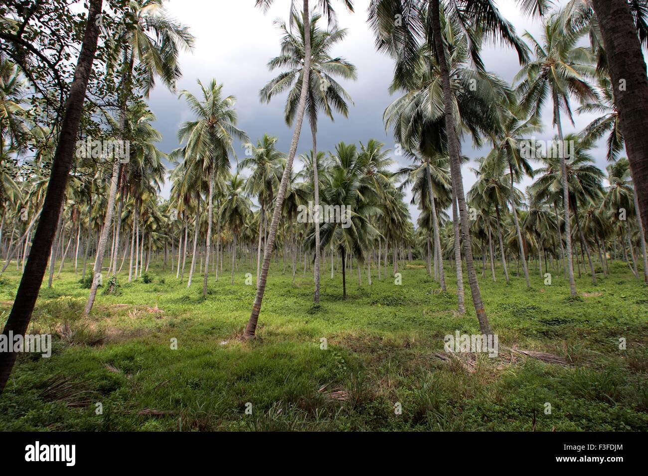 Coconut palm trees plantation, Negombo, Colombo, Ceylon, Sri Lanka, Democratic Socialist Republic of Sri Lanka, Asia Stock Photo
