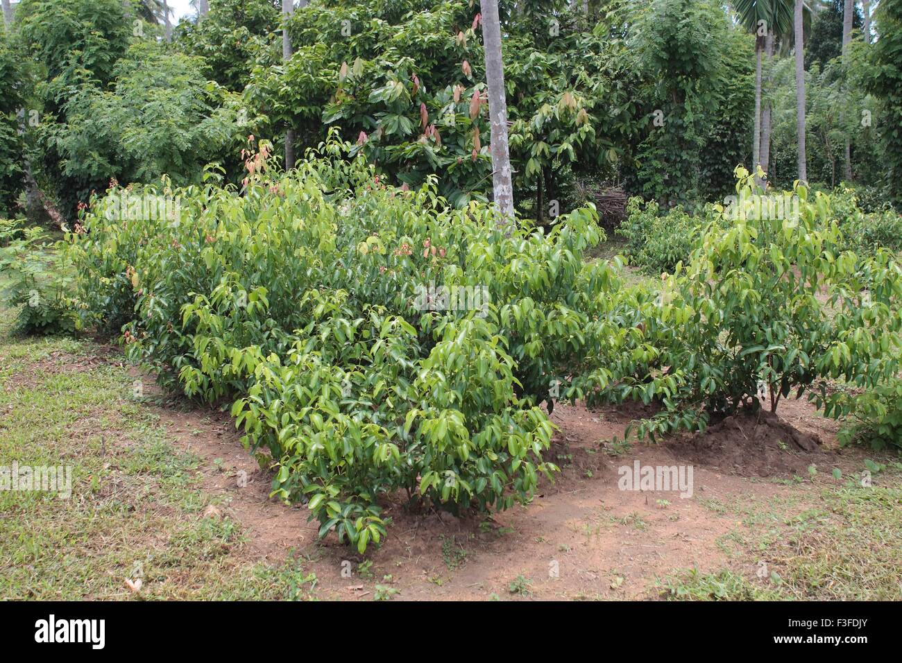 Cinnamon trees, Cinnamomum verum, Ceylon cinnamon, Negombo, Colombo