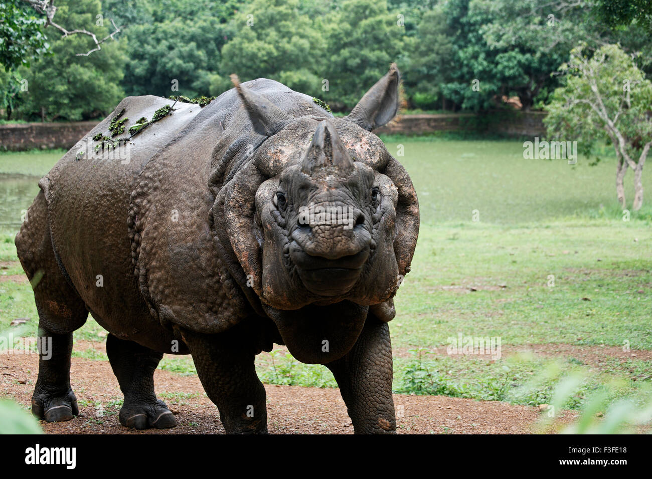 Rhinoceros, Rhino, Zoo, India, Asia Stock Photo