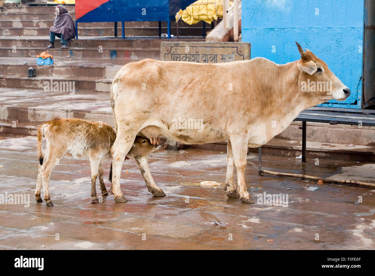 Calf feeding milk from cow ; Varanasi ; Uttar Pradesh ; India Stock
