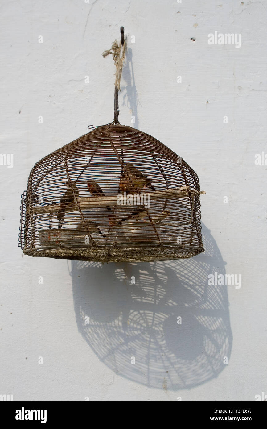 India cage birds hires stock photography and images Alamy