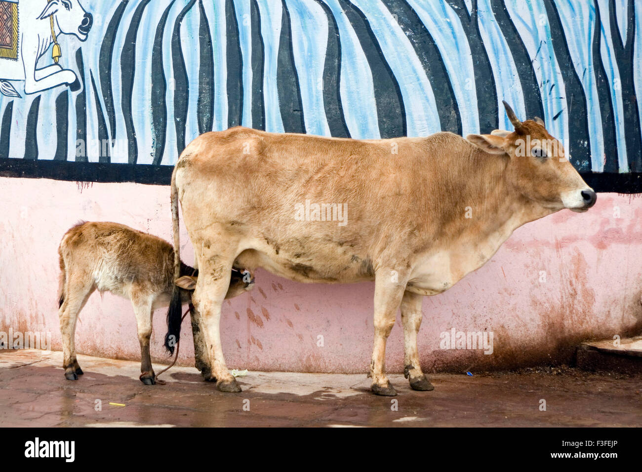 Calf feeding milk from cow in Varanasi ; Uttar Pradesh ; India Stock