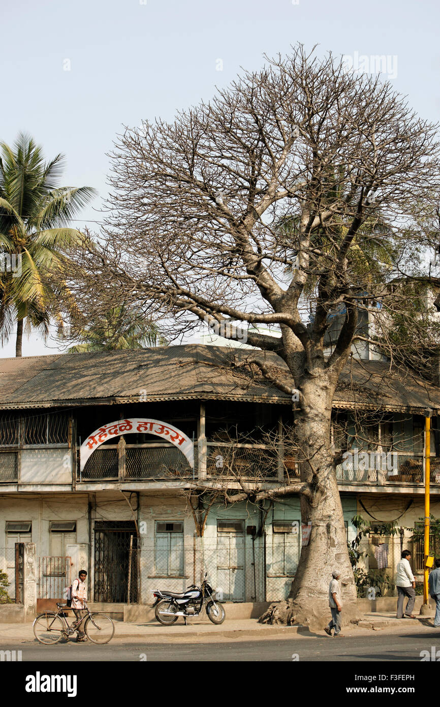 Old house and tree Gorakh chinch marathi Baobab Stock Photo