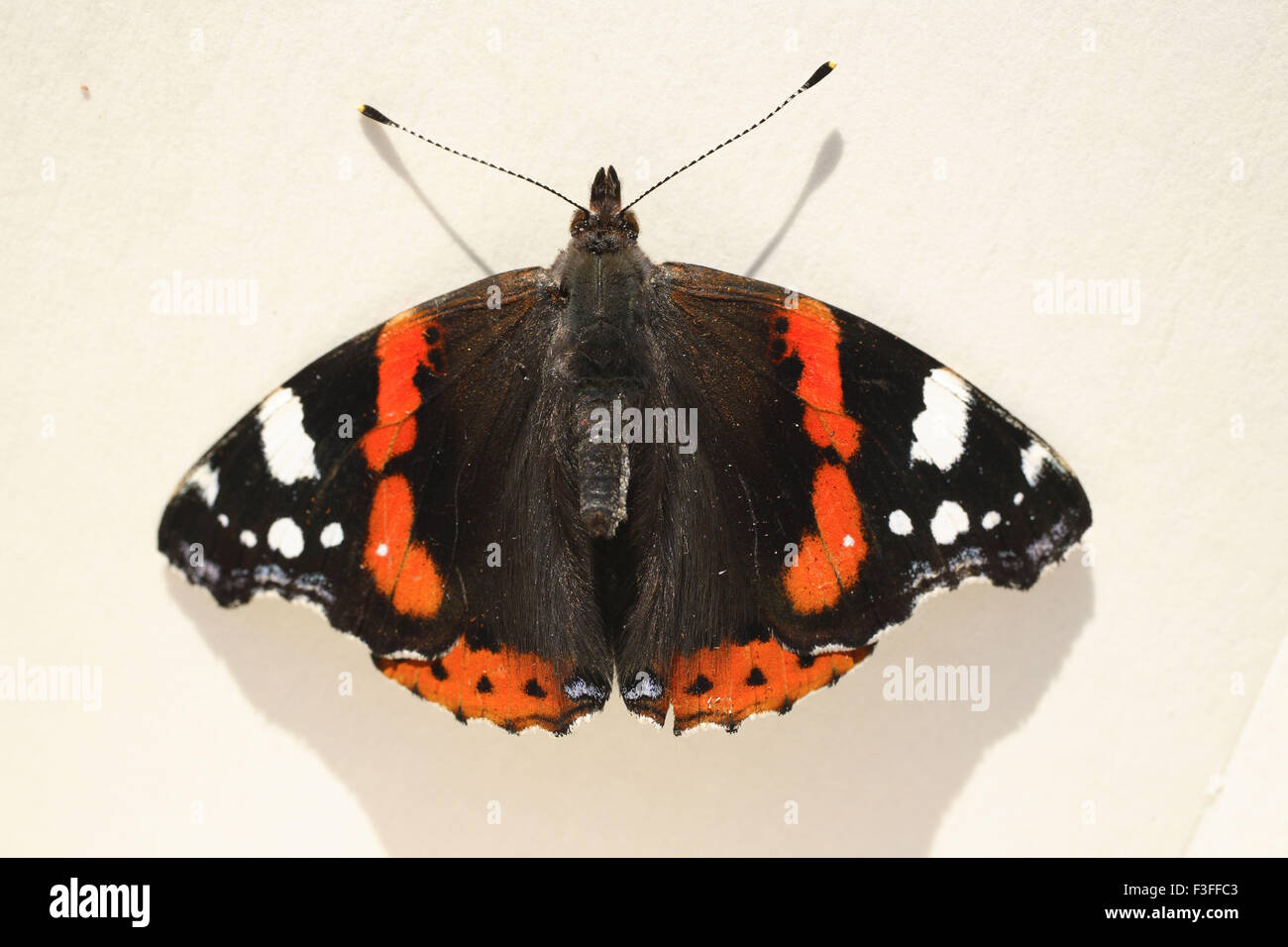 Insect ; Dark brown moth with white and orange spots Stock Photo