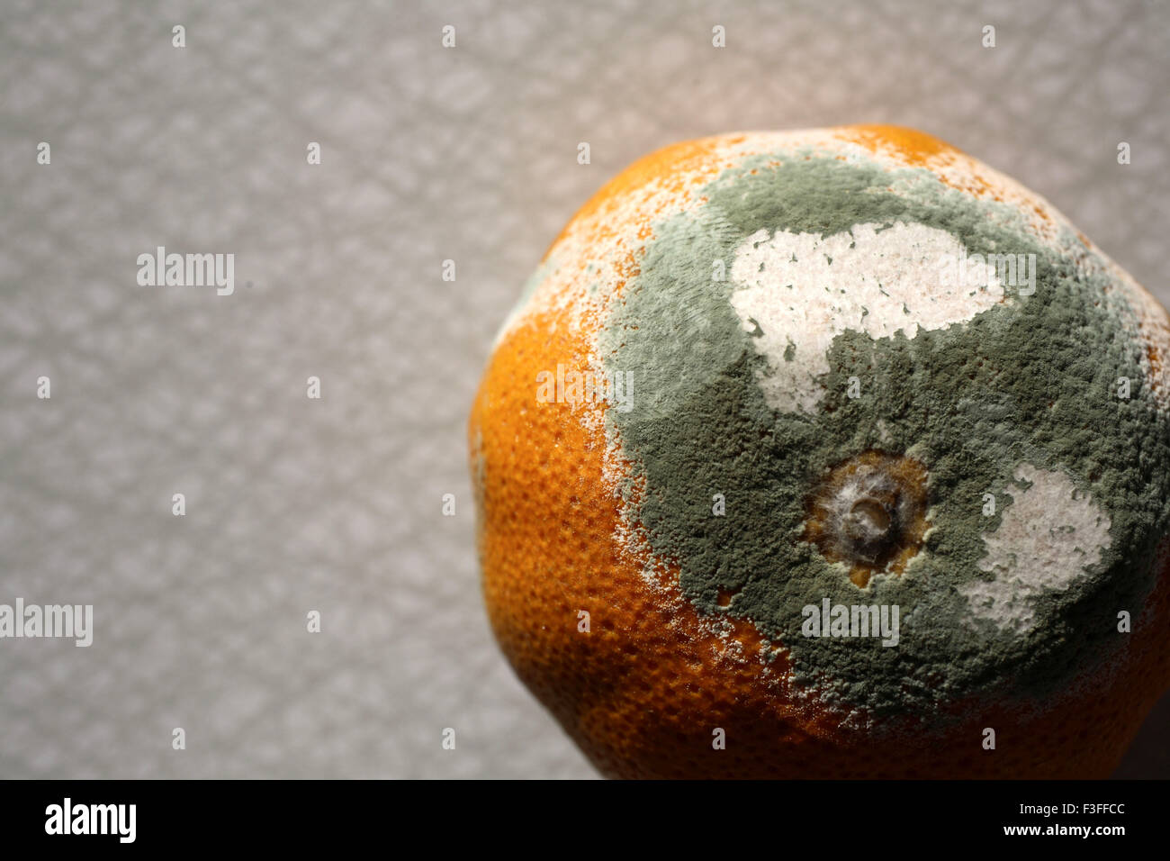 Fruit Orange Decaying Rotten Fungus Formed On Skin Of Orange Stock