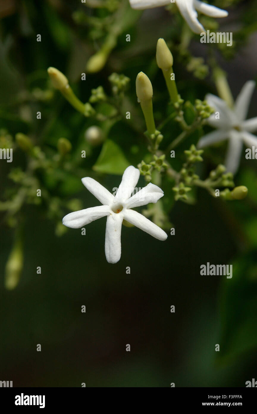 Flower ; Jaai ; Jui ; Jasmine ; white flower on creeper Stock Photo - Alamy