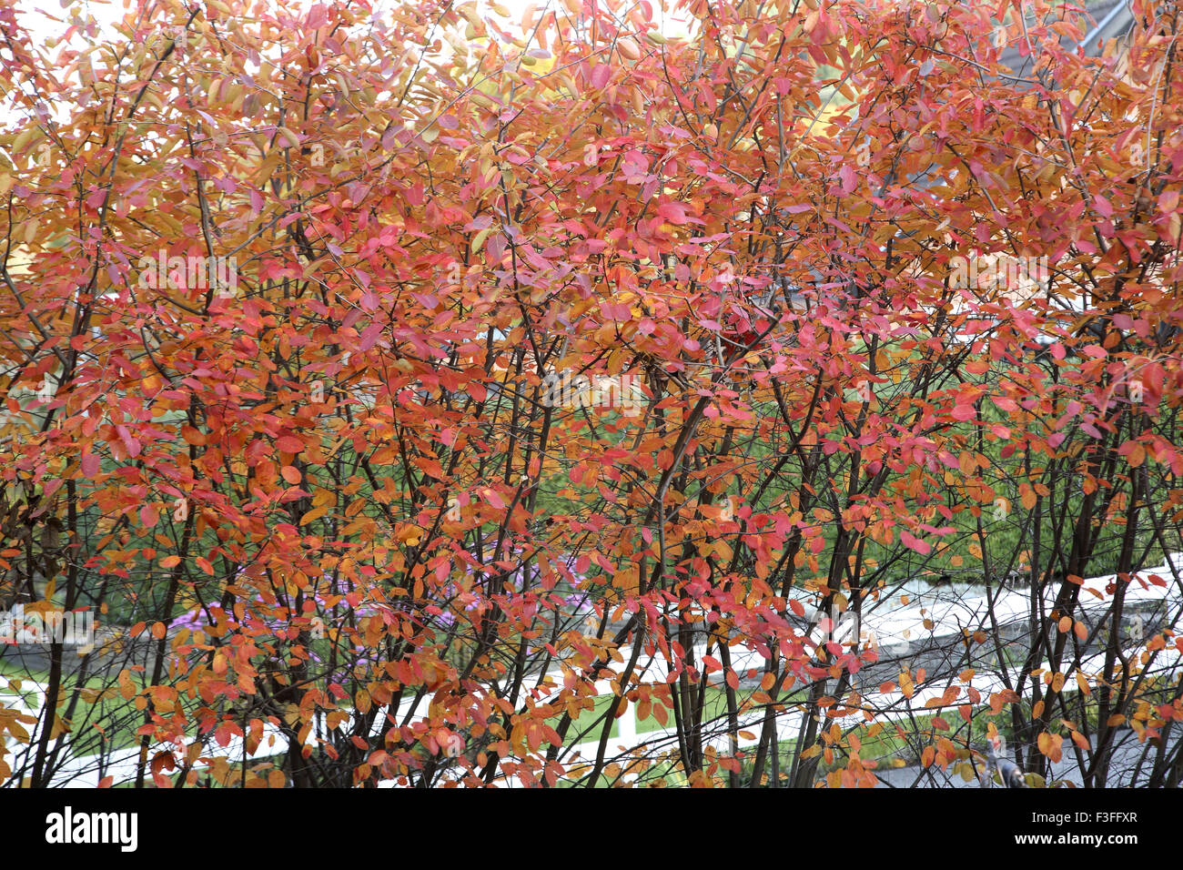 Autumn leaves, Gothenburg, Vastra Gotaland County, Sweden, Nordic countries, Europe Stock Photo