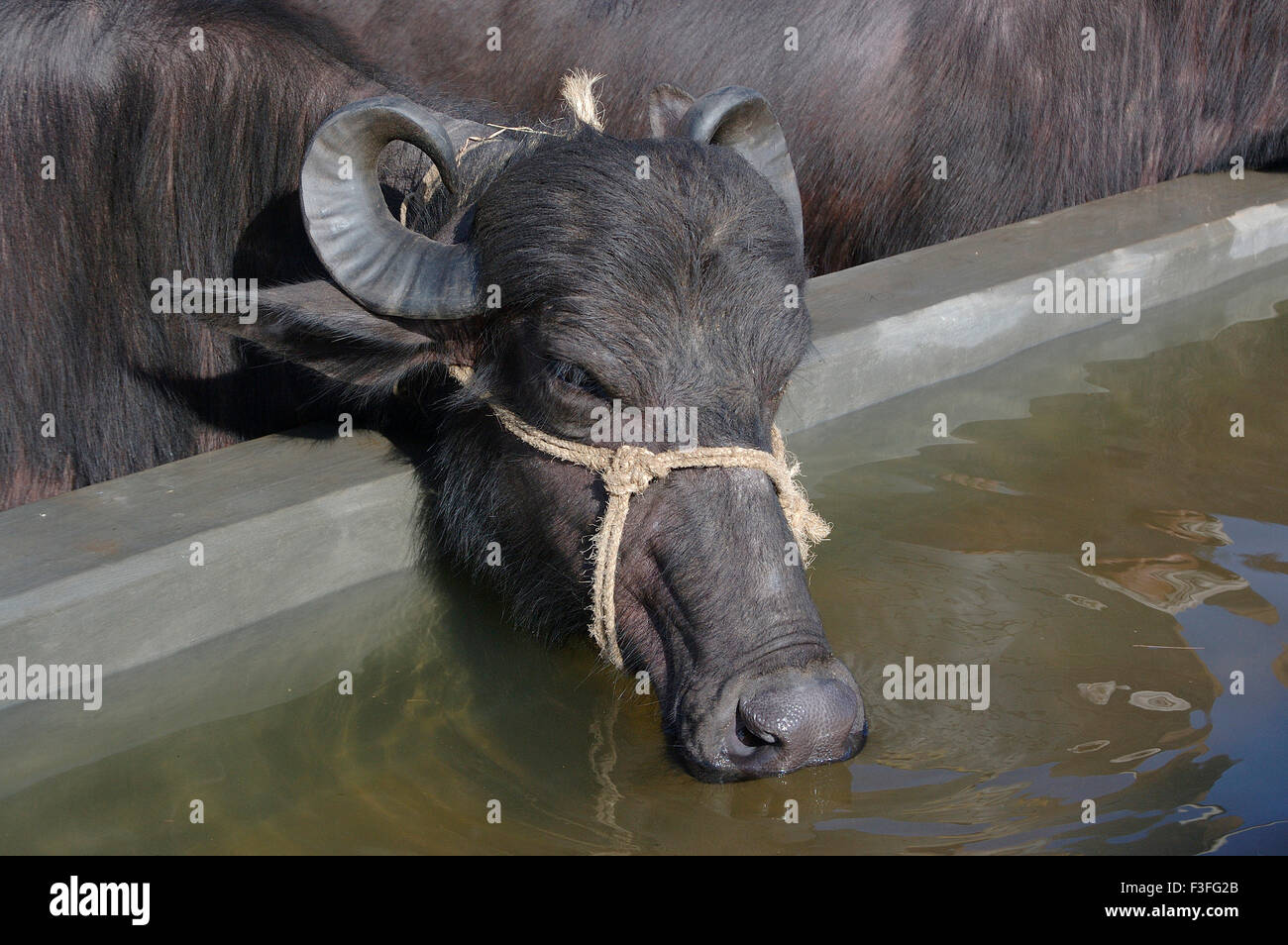 Buffalo drinking water from man made pond, India, Asia Stock Photo