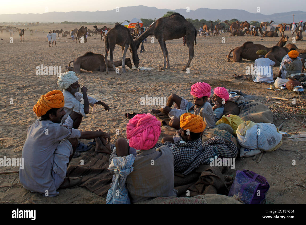 Camel owners sitting on sand ; Pushkar camel fair one of India's grand epics ; Pushkar ; Rajasthan ; India Stock Photo