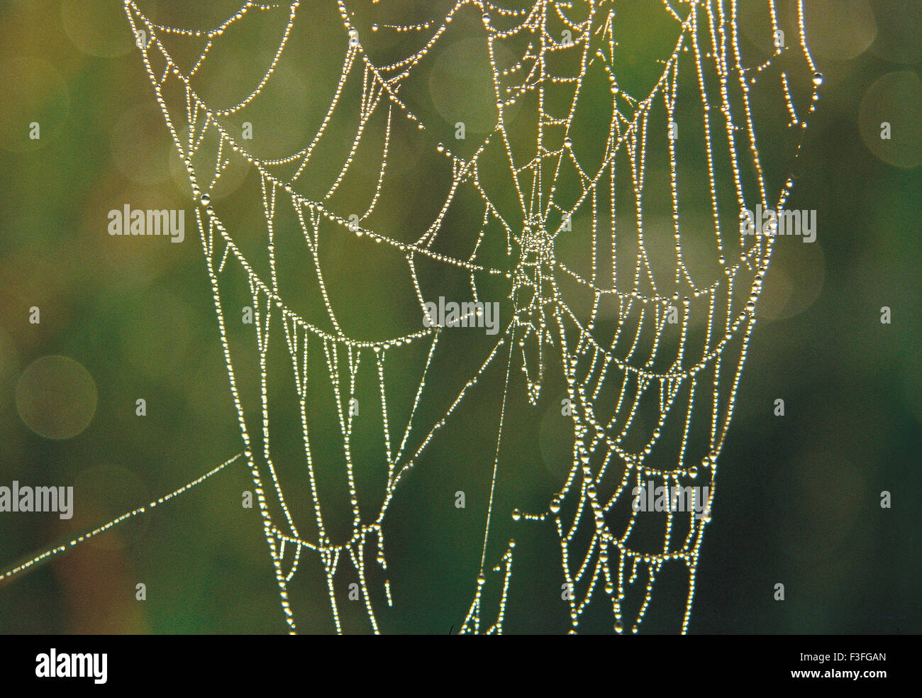 spider web ; spiderweb ; spider's web ; cobweb ; India ; Asia ; Asian ; Indian Stock Photo