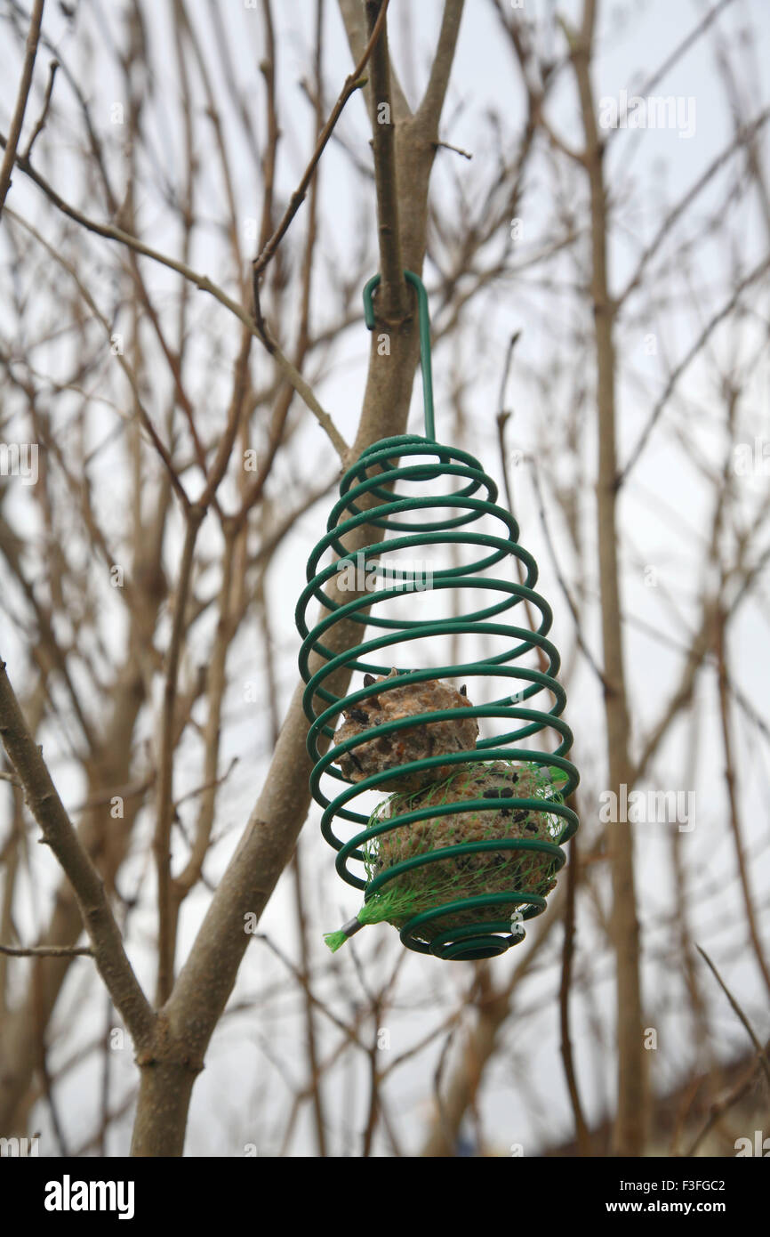 Spring steel metal feeder for birds in winter which can be filled with fat  balls fruit hanging on the tree ; Sweden Stock Photo - Alamy