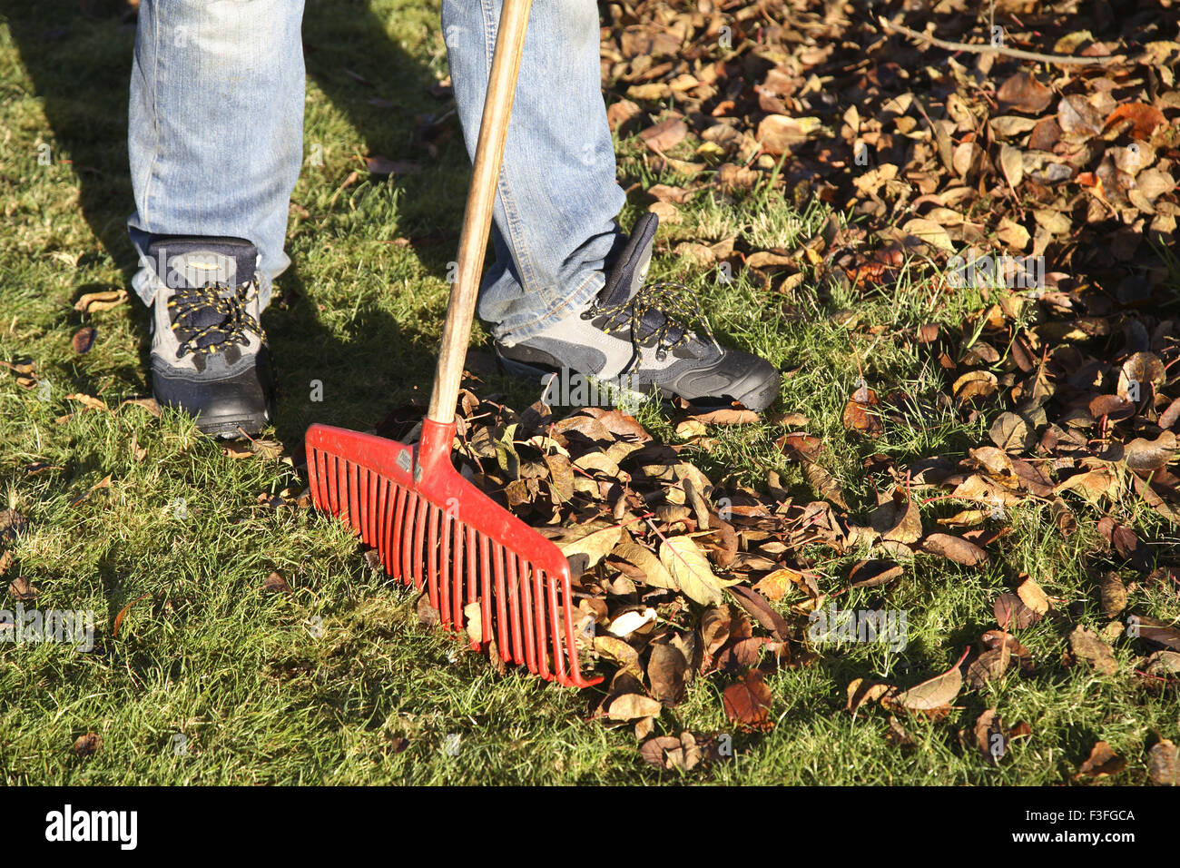 Collecting dry leaves from the lawn ; garden tool rake ; Sweden Stock ...