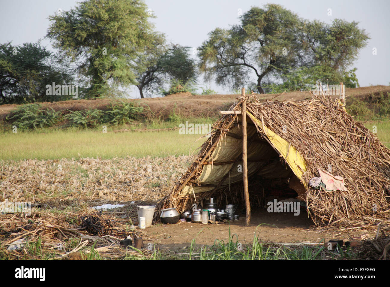 Hut ; temporary arrangement made for shelter near the fields during harvesting season ; Tamil Nadu ; India Stock Photo