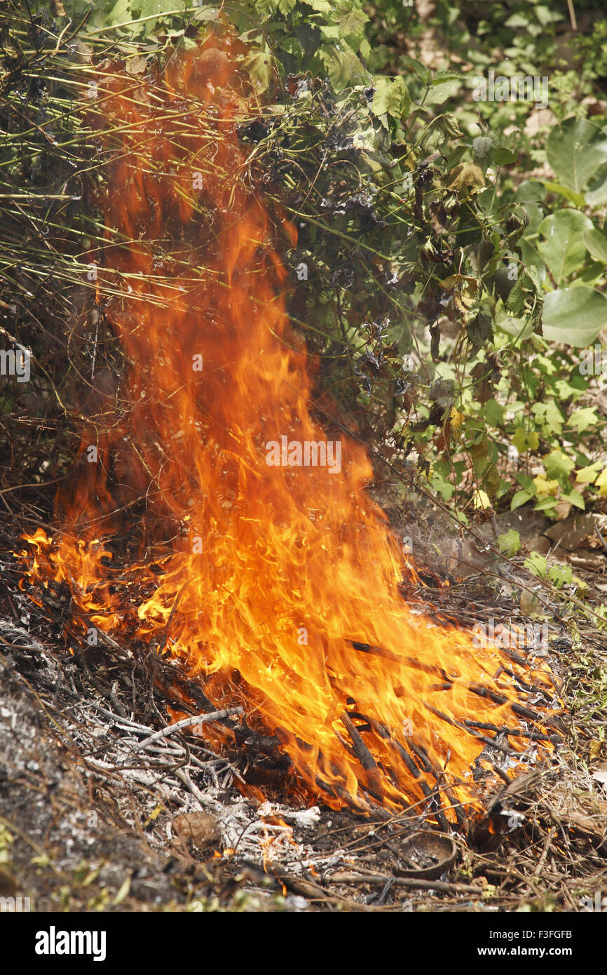 Forest fire, Sawantwadi ; district Sindhudurga ; Maharashtra ; India , Asia Stock Photo