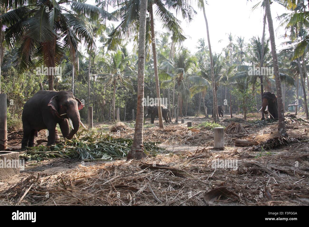 Elephants Elephas maximums in Guruvayur Devaswom Boards Punnathur Kotta Elephant Sanctuary ; Guruvayur Thrissur Kerala Stock Photo
