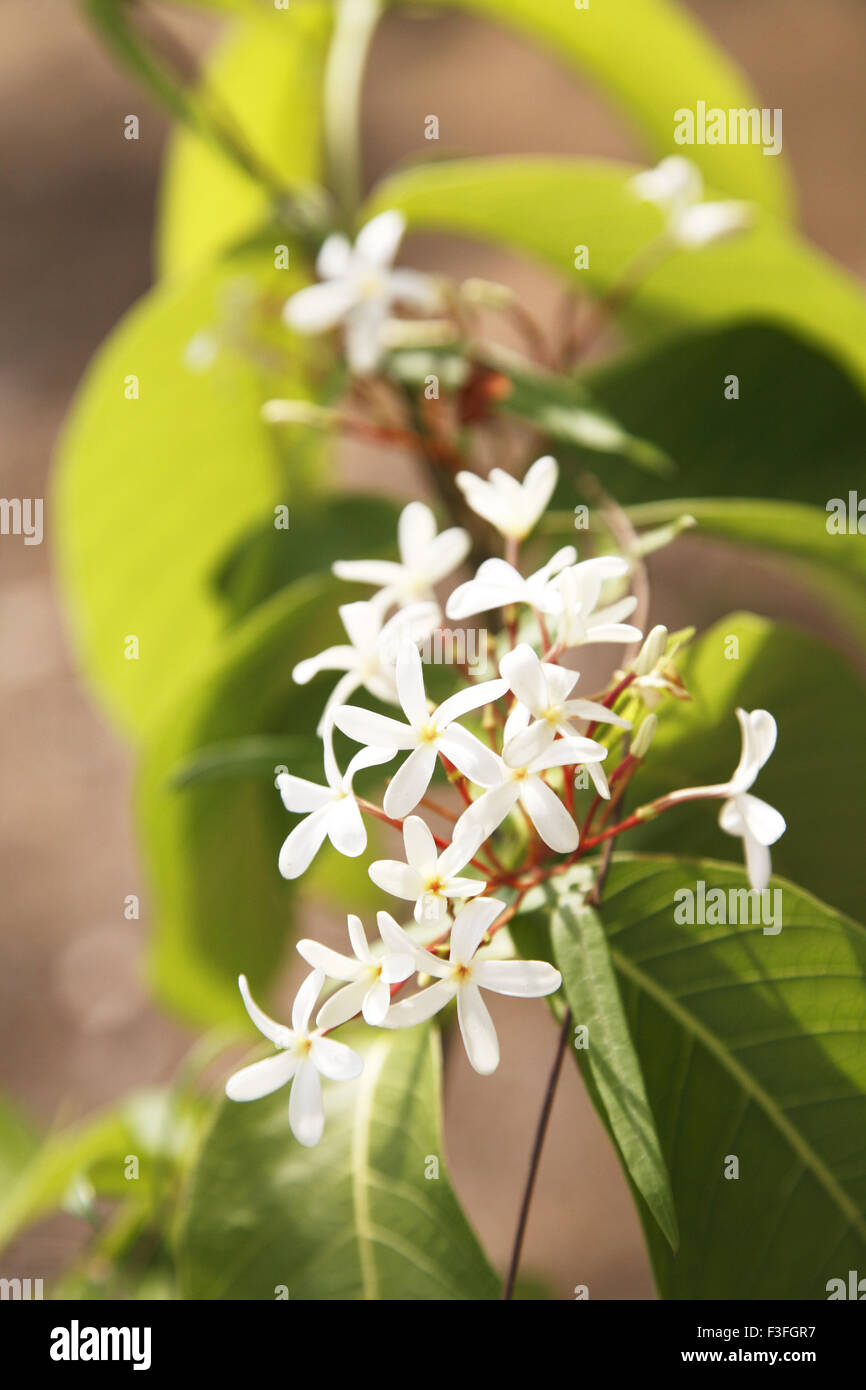 Botanical name Holarrhena pubescens ; family Apocynaceae (oleander family) ; common name Tellicherry bark Stock Photo