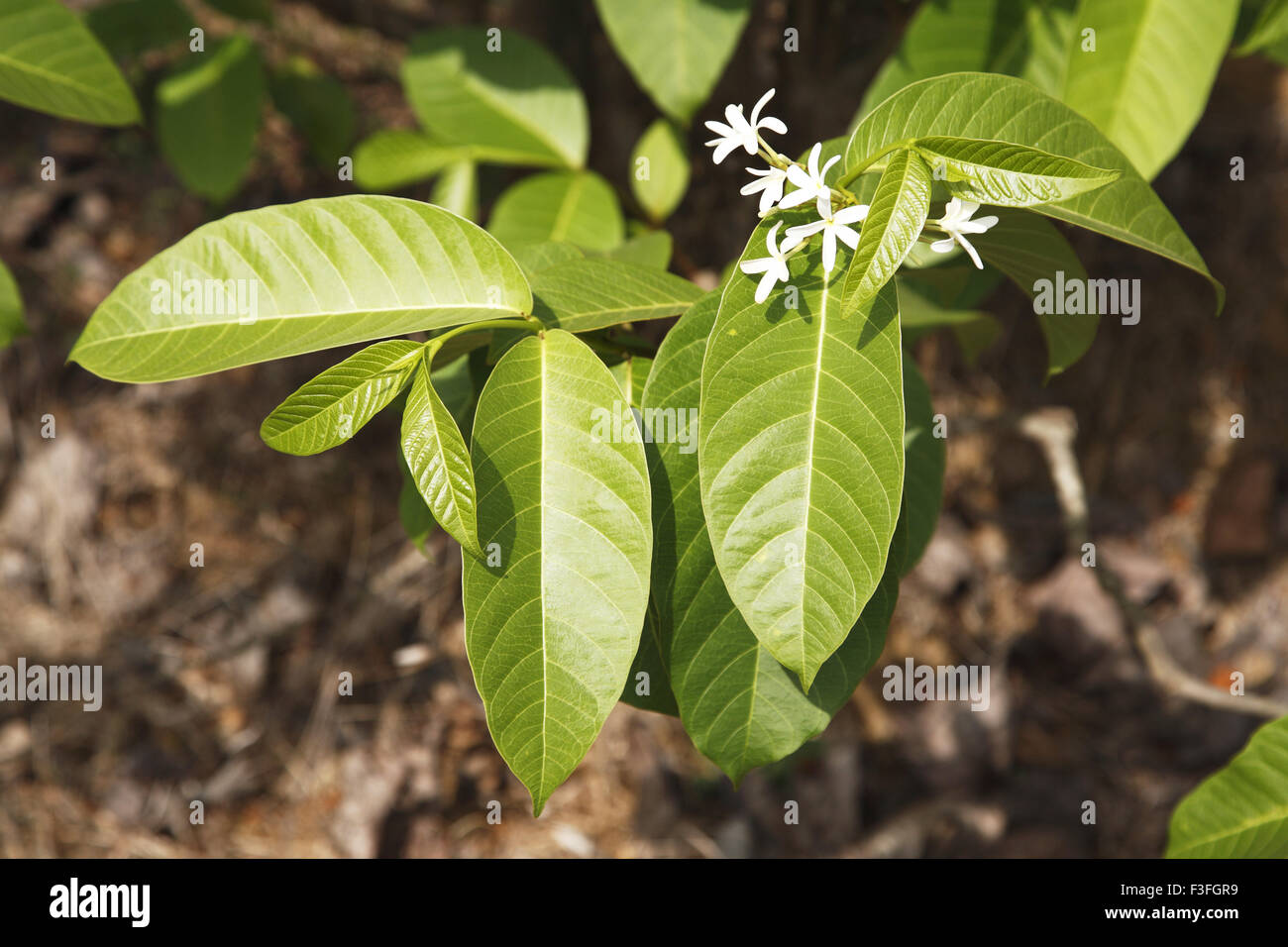 Botanical name Holarrhena pubescens ; family Apocynaceae (oleander family); common name Tellicherry bark Stock Photo